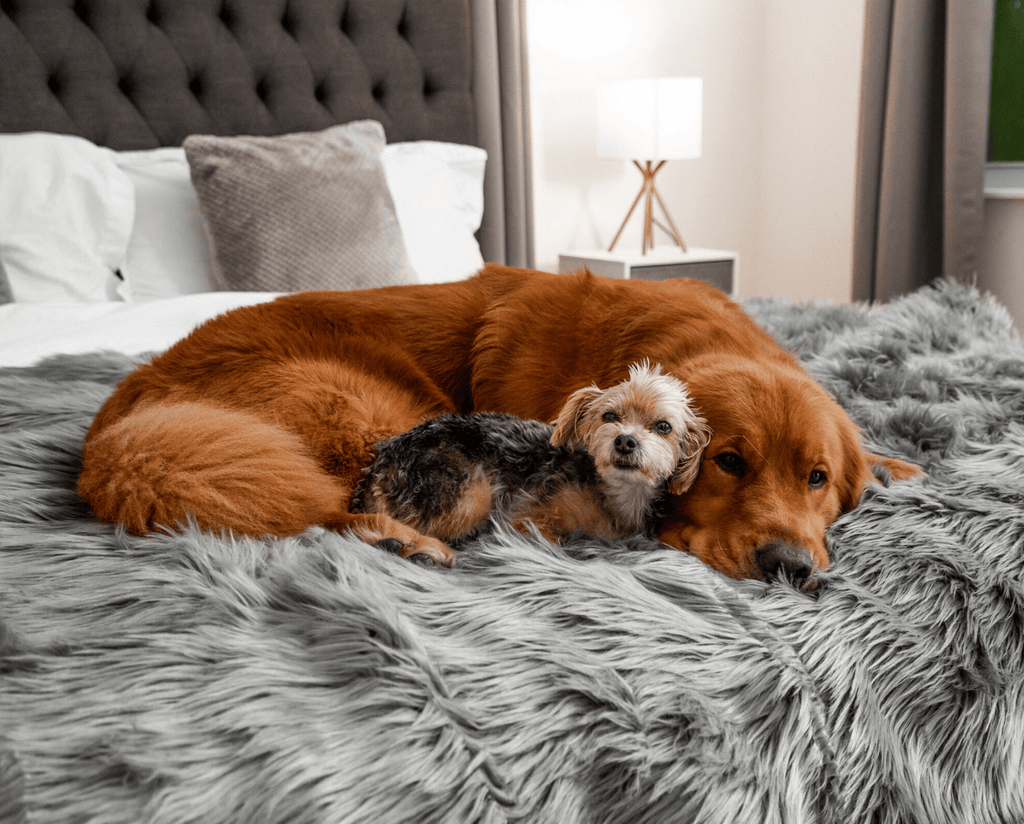 PupRug® Orthopedic Bed + Matching Waterproof Blanket Bundle - Charcoal Grey