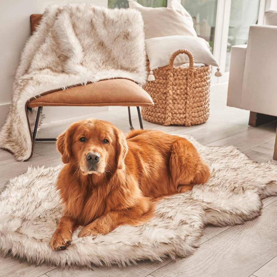 PupRug® Orthopedic Bed + Matching Waterproof Blanket Bundle - White with Brown Accents