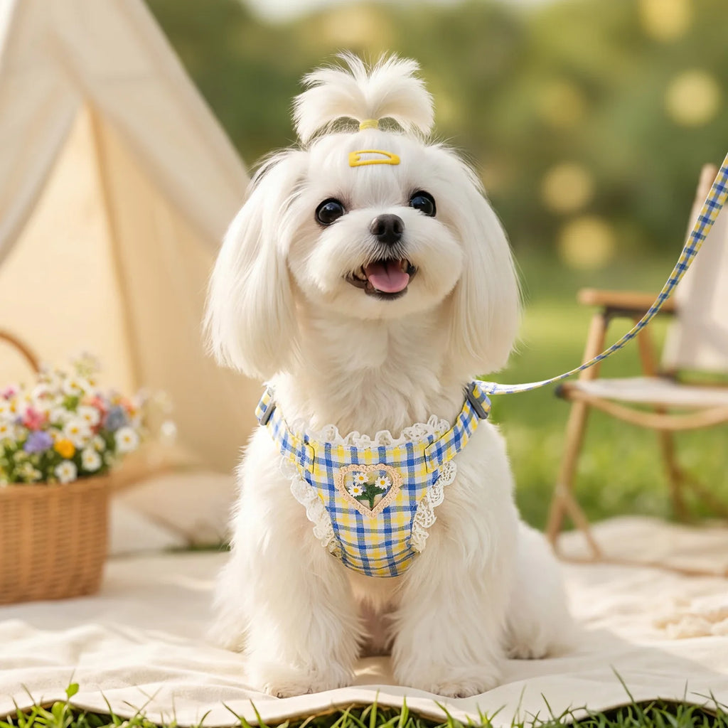 Pet Spring and Summer Chest Harness for Walking Dogs Leash for Small and Medium-sized Dogs Teddy Vest
