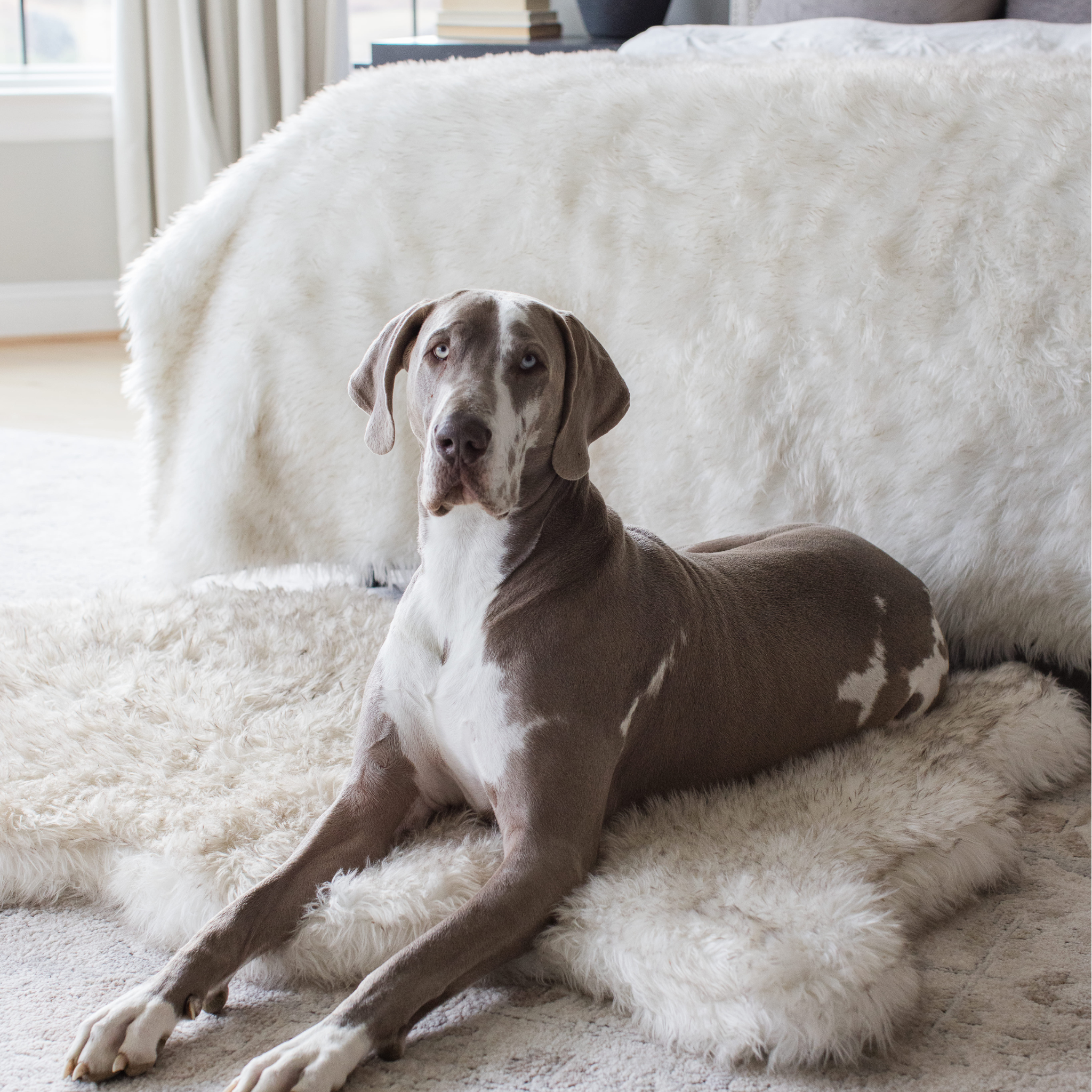 PupRug® Orthopedic Bed + Matching Waterproof Blanket Bundle - White with Brown Accents